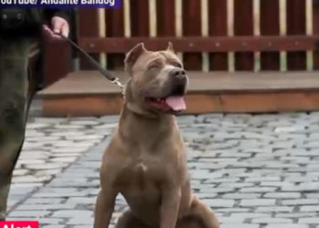 Caz șocant în Craiova. Un medic veterinar ar fi operat ilegal mai mulți câini pentru a-i face mai agresivi la lupte | VIDEO