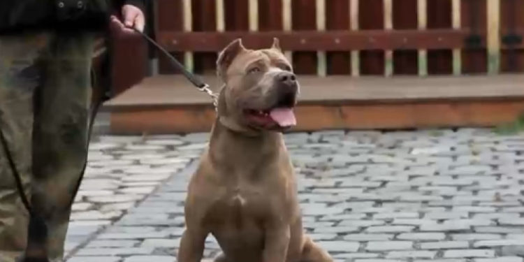 Caz șocant în Craiova. Un medic veterinar ar fi operat ilegal mai mulți câini pentru a-i face mai agresivi la lupte | VIDEO