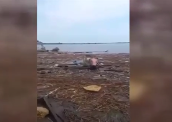 Viața bate filmul: O căprioară și un câine au plutit pe apă din Herson până la Odesa