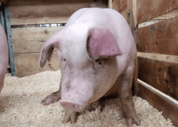 ANSA: Riscul izbucnirii unui nou focar de pestă porcină este persistent. Instituția va oferi recompensă pentru cei care vor notifica despre depistarea cadavrelor de mistreți | VIDEO