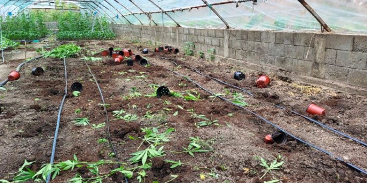 MAC 2023: Cânepă în valoare de peste 8 milioane de lei, crescută în condiții speciale de către un locuitor al satului Brăviceni