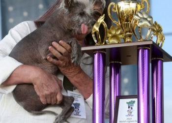 Povestea extraordinară a lui Scooter, desemnat „cel mai urât câine din lume”. Imaginile unui concurs inedit și cu mesaj puternic | FOTO