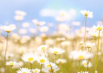 Тепло и без осадков: прогноз синоптиков на воскресный день