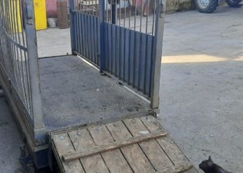 „Combatem riscul aparițiilor focarelor de boli”. ANSA anunță scopul controalelor inopinate, organizate la abatoarele, fermele, dar și piețele din țară | VIDEO