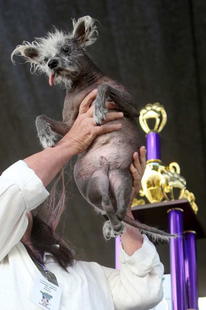 Povestea extraordinară a lui Scooter, desemnat „cel mai urât câine din lume”. Imaginile unui concurs inedit și cu mesaj puternic | FOTO