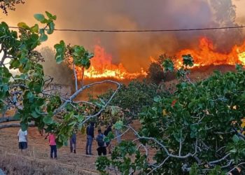 В Греции задержали подозреваемого в поджоге, который вызвал масштабный лесной пожар