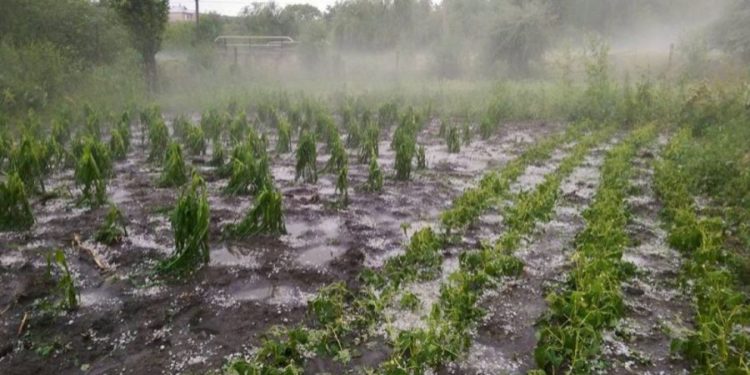 Практически уничтожили поля, сады и огороды: ливни с градом обрушились на Молдову
