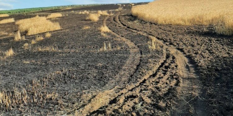 В Новоаненском районе пожар уничтожил более 20 гектаров ячменя и 30 гектаров пшеницы