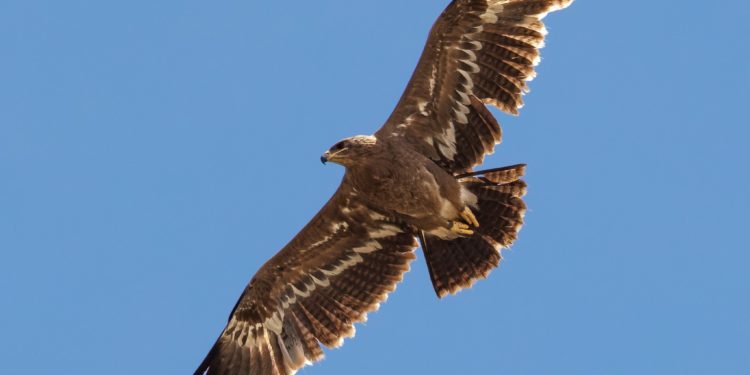 В Молдову ненадолго прилетел степной орел. Этот вид птиц последний раз в стране видели 60 лет назад