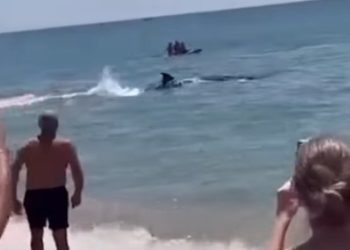 На пляже Испании гигантские акулы подплыли к берегу, полному людей