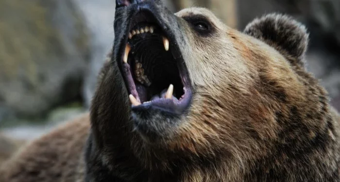 В российском городе медведь загрыз девушку