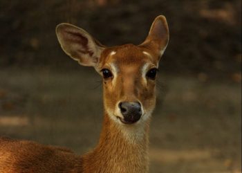 Mărturiile exclusive ale unei tinere care a salvat o căprioară accidentată de o mașină: „Timp de 2 ore, am sunat de 11 ori la 112, însă nimic nu s-a întreprins” | VIDEO