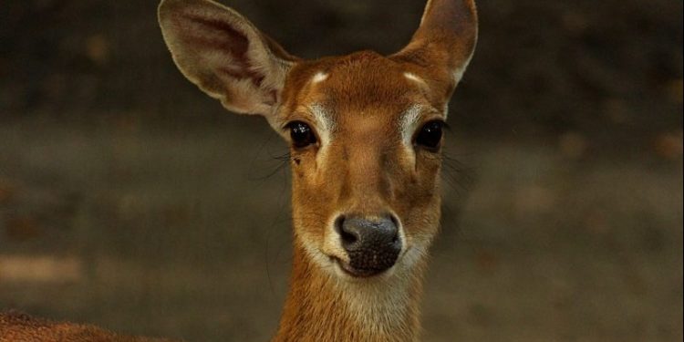 Mărturiile exclusive ale unei tinere care a salvat o căprioară accidentată de o mașină: „Timp de 2 ore, am sunat de 11 ori la 112, însă nimic nu s-a întreprins” | VIDEO