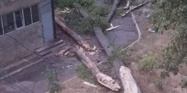 Un copac s-a prăbușit în curtea unui liceu din sectorul Botanica al Capitalei