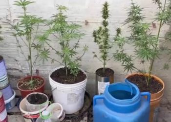 Ghiveciuri „vesele” la Cimișlia: Containere cu semințe de cânepă, o valiză cu „masă vegetală”, ridicate de la un bărbat, prins cu droguri de sute de mii lei | VIDEO