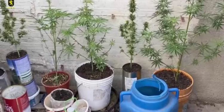 Ghiveciuri „vesele” la Cimișlia: Containere cu semințe de cânepă, o valiză cu „masă vegetală”, ridicate de la un bărbat, prins cu droguri de sute de mii lei | VIDEO