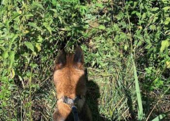 Doi patrupezi, Peto și Zoro, pe urmele unui bătrân dispărut de 6 zile: Unde a fost găsit bărbatul