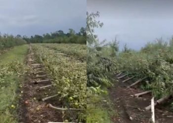 Imagini dezastruoase la Edineț. O livadă, făcută una cu pământul de furtună: „Peste noaptea am rămas fără nimic”