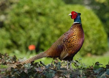 Agenția de Mediu laudă, iar ornitologii critică aducerea celor 400 de fazani din Ungaria: „Instituțiile de stat își bat singuri din palme, dar este exact pe dos”