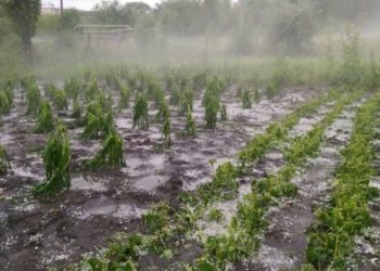 Lovitură grea pentru agricultori! Grindina din ultimele zile a distrus sute de hectare de culturi