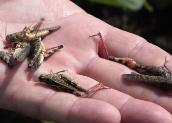 ANSA despre invazia lăcustelor în lanurile de floarea-soarelui de la Sîngerei: Responsabili sunt operatorii din domeniul agroalimentar și APL-urile regionale