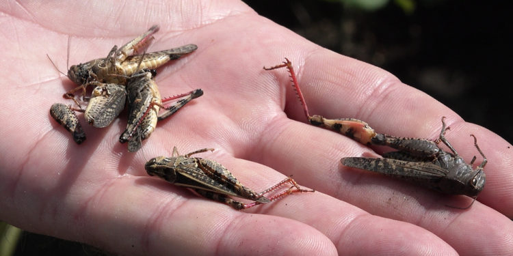 ANSA despre invazia lăcustelor în lanurile de floarea-soarelui de la Sîngerei: Responsabili sunt operatorii din domeniul agroalimentar și APL-urile regionale