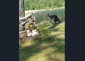 Polițiștii austrieci au prins un cangur care țopăia pe un drum de țară