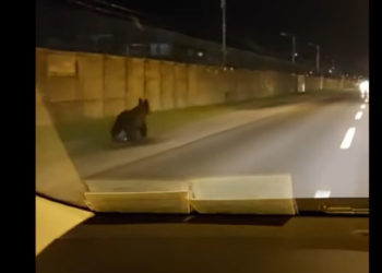 Un urs a fost văzut alergând pe o stradă din România. Care a fost reacția autorităților