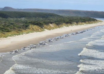 Peste 50 de balene au murit după ce au eșuat pe o plajă din Scoția. Ar fi rămas blocate încercând să ajute o femelă care năștea