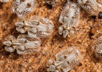 Invazie de „tigrul platanului” în R. Moldova.  Recomandările ANSA | VIDEO