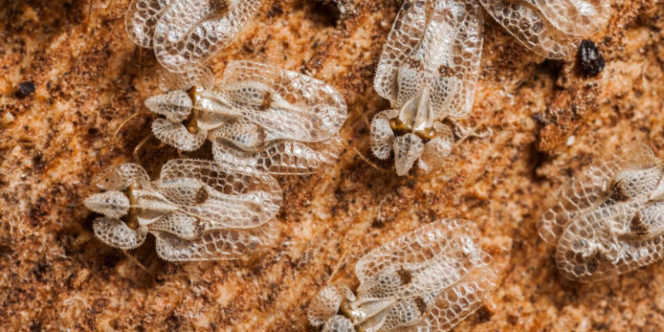 Invazie de „tigrul platanului” în R. Moldova.  Recomandările ANSA | VIDEO