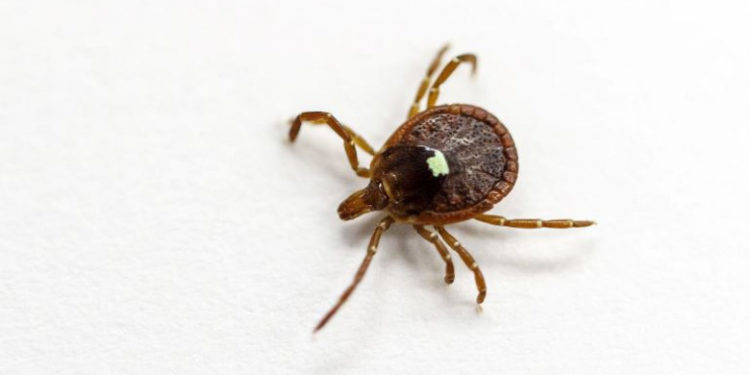 Căpușa care declanșează alergie la carne pune în pericol viața tot mai multor americani. Apar noi date despre creșterea cazurilor