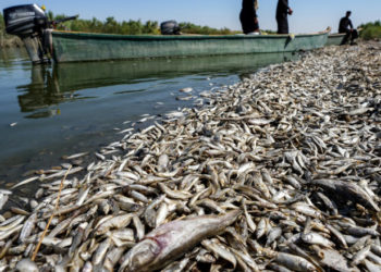 Tone de peşti morţi pe malurile unui râu din Irak: „O catastrofă care ar putea avea legătură cu clima” | FOTO