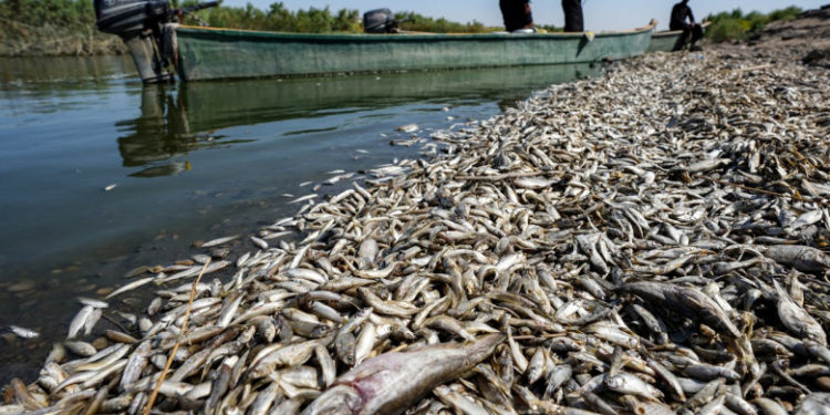 Tone de peşti morţi pe malurile unui râu din Irak: „O catastrofă care ar putea avea legătură cu clima” | FOTO