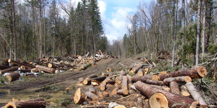 Tăieri ilicite în păduri: 13 persoane au fost concediate în perioada anilor 2022-2023, anunță „Moldsilva”