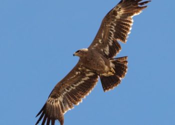 O pasăre nemaivăzută de peste 60 de ani în Moldova, a tranzitat țara noastră, la sfârșitul lunii iunie