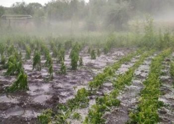 Sute de hectare de livezi, porumb, grâu și legume distruse de grindină și vijelie: IGSU vine cu un nou