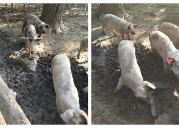Am trăit s-o vedem și pe asta! Într-o pădure din Drochia erau crescuți porci domestici
