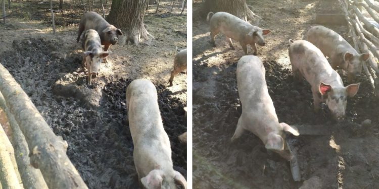 Am trăit s-o vedem și pe asta! Într-o pădure din Drochia erau crescuți porci domestici