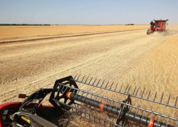 Oficial: Se așteaptă o recoltă de grâu de două ori mai mare, decât este nevoie pentru asigurarea securității alimentare