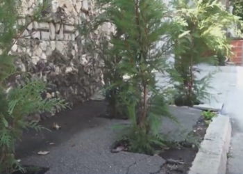 Tuie plantată direct pe trotuare. Locuitorii unui cartier din sectorul Telecentru al Capitalei, privați de posibilitatea de a se deplasa în siguranță | VIDEO