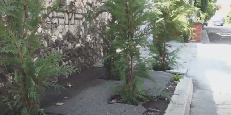 Tuie plantată direct pe trotuare. Locuitorii unui cartier din sectorul Telecentru al Capitalei, privați de posibilitatea de a se deplasa în siguranță | VIDEO