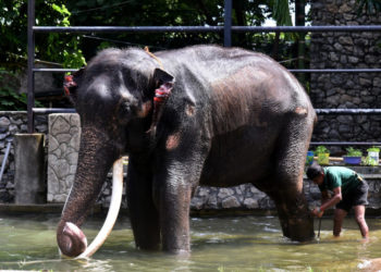 Thailanda a cerut înapoi elefantul dat cadou Sri Lankăi în 2001: Animalul fusese maltratat