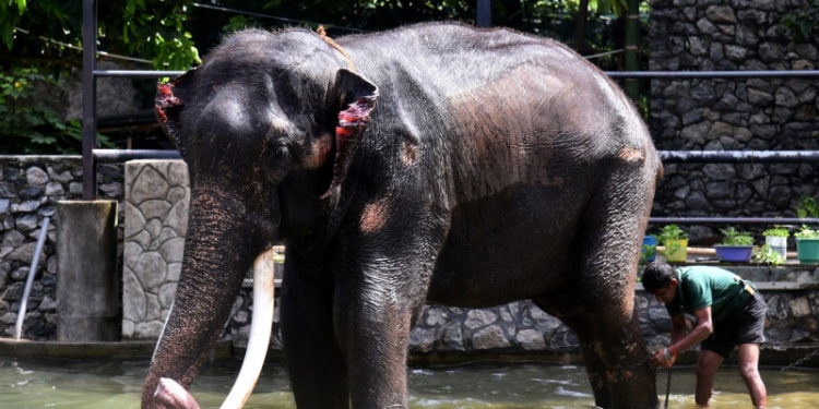 Thailanda a cerut înapoi elefantul dat cadou Sri Lankăi în 2001: Animalul fusese maltratat