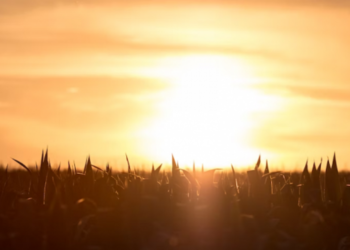 Синоптики предупреждают: Сегодня воздух прогреется до +39°С