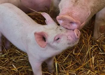 Африканская чума свиней: новые случаи в Кагульском районе