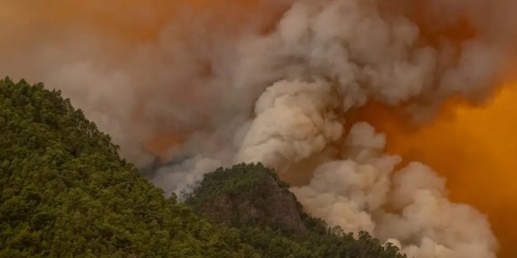 Пожары на Тенерифе могли начаться из-за поджогов
