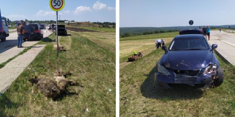 Șoferul unui Lexus a intrat într-o turmă de oi. 29 de animale au murit | VIDEO
