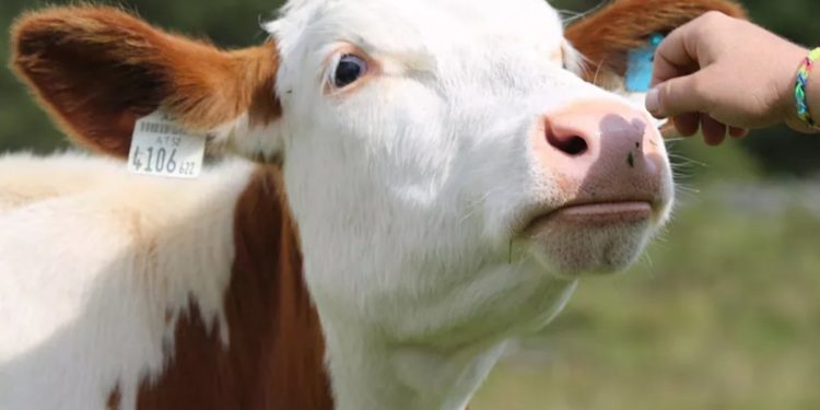 O bovină a fost salvată la Orhei după ce a căzut într-o fântână | VIDEO