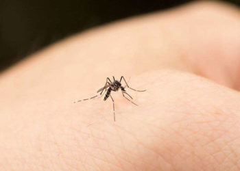 România raportează trei decese din cauza unui virus răspândit de țânțari. Agenția Națională pentru Sănătate Publică vine cu recomandări | VIDEO